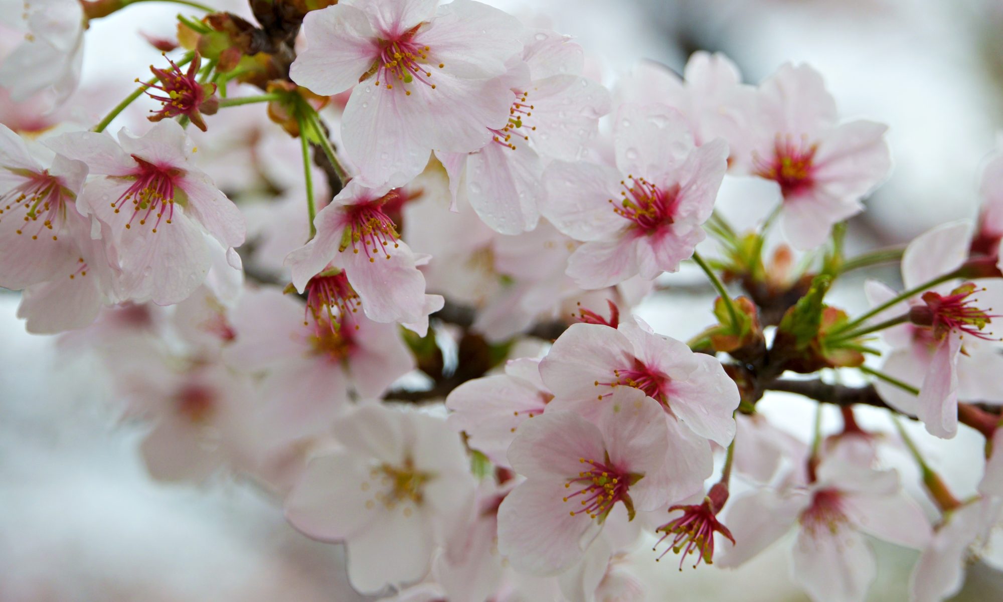 Cherry Blossom