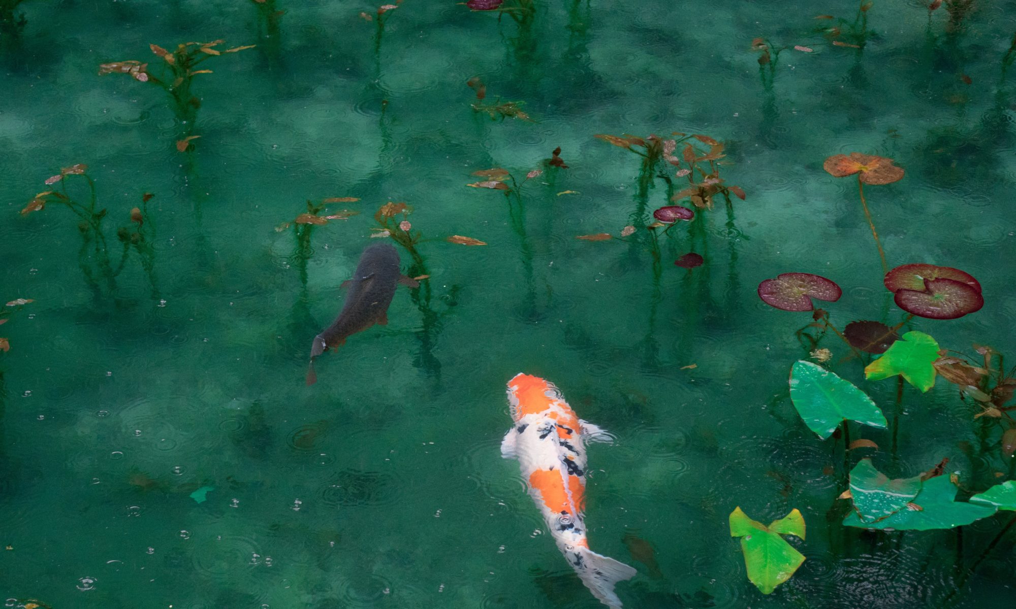 Koi in pond